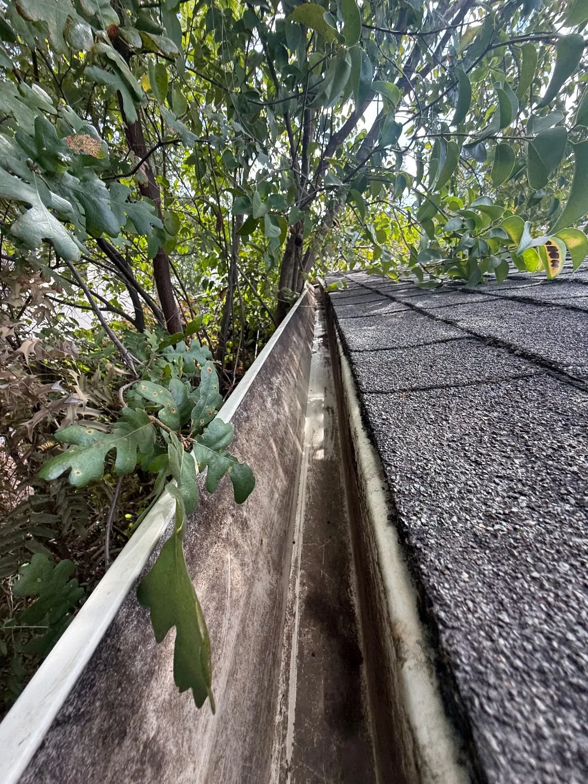 After — Gutter Cleaning and Maintenance in Citrus Heights, CA — September 2026