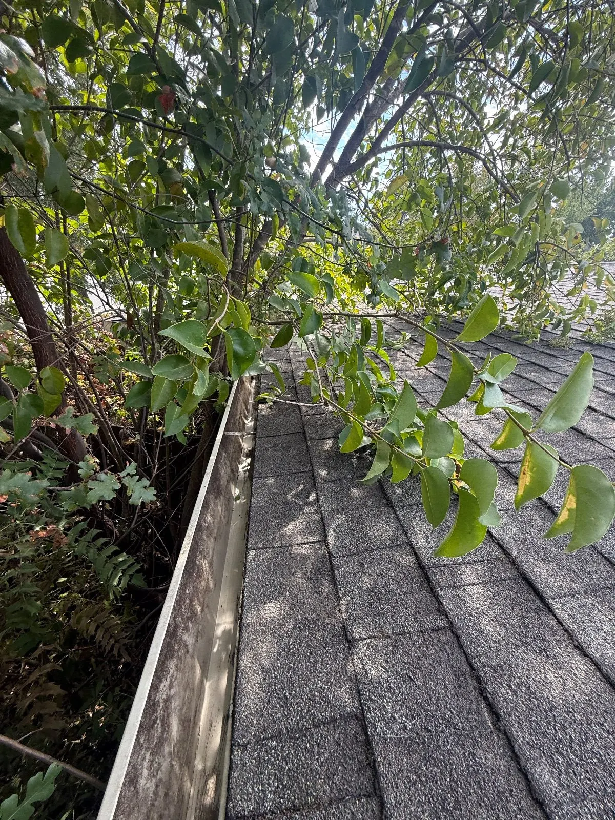 After — Gutter Cleaning and Maintenance in Citrus Heights, CA — September 2026