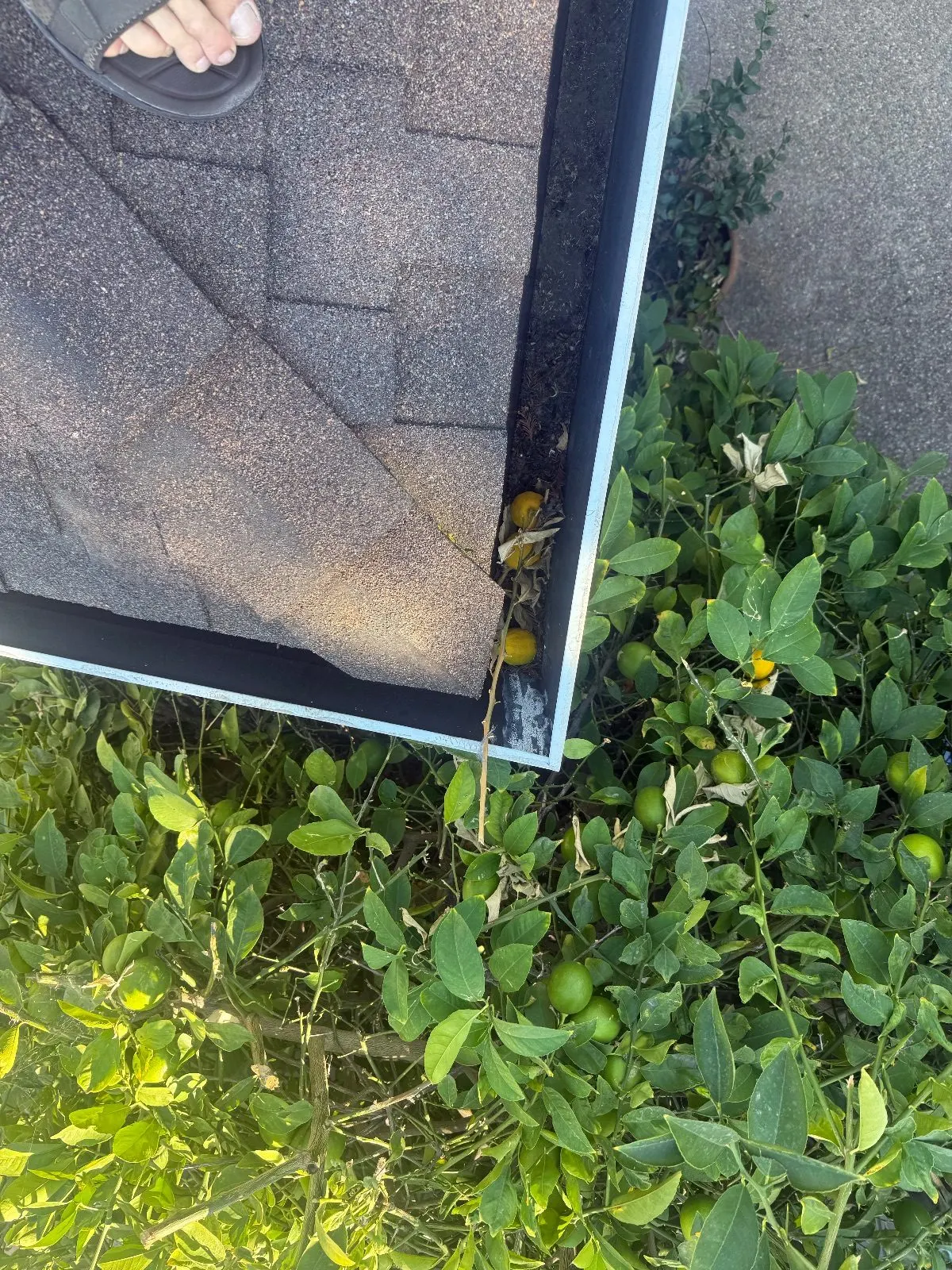 Before — Gutter Cleaning and Maintenance in Roseville, CA — September 2026