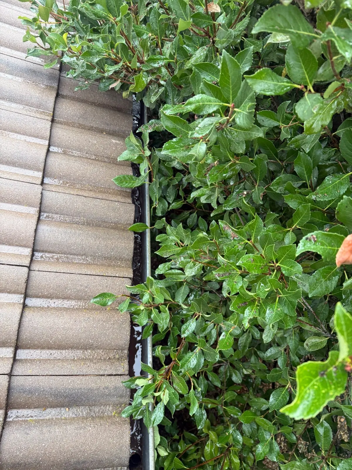 After — Gutter Cleaning and Maintenance in El Dorado Hills, CA — October 2026