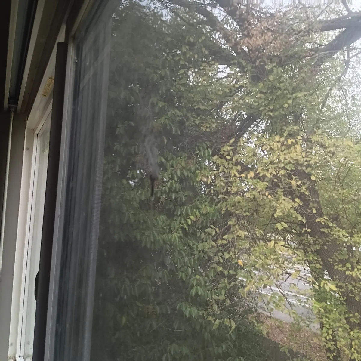 Before — House Cleaning in Davis, CA — October 2026