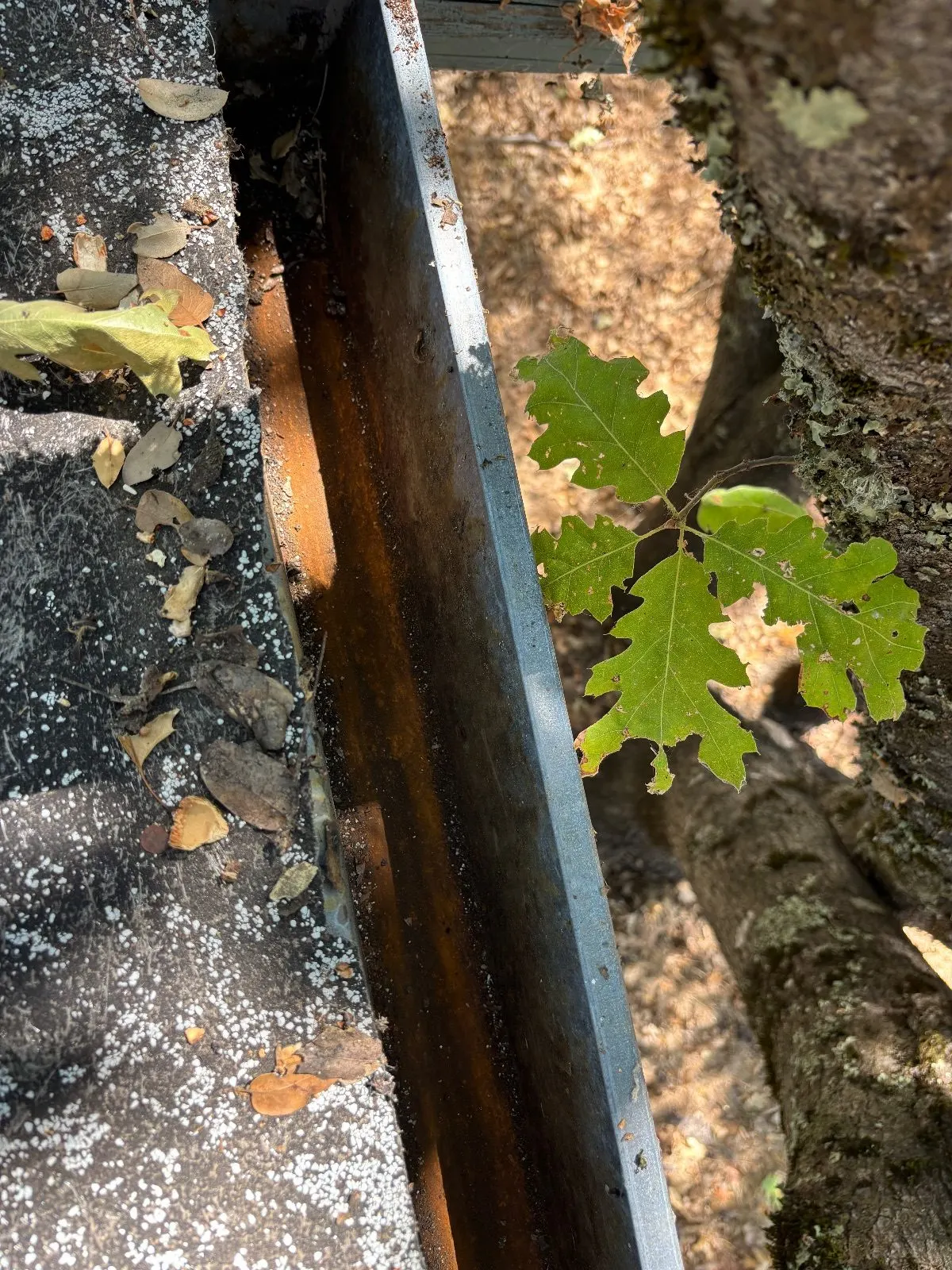After — Gutter Cleaning and Maintenance in Shingle Springs, CA — July 2026