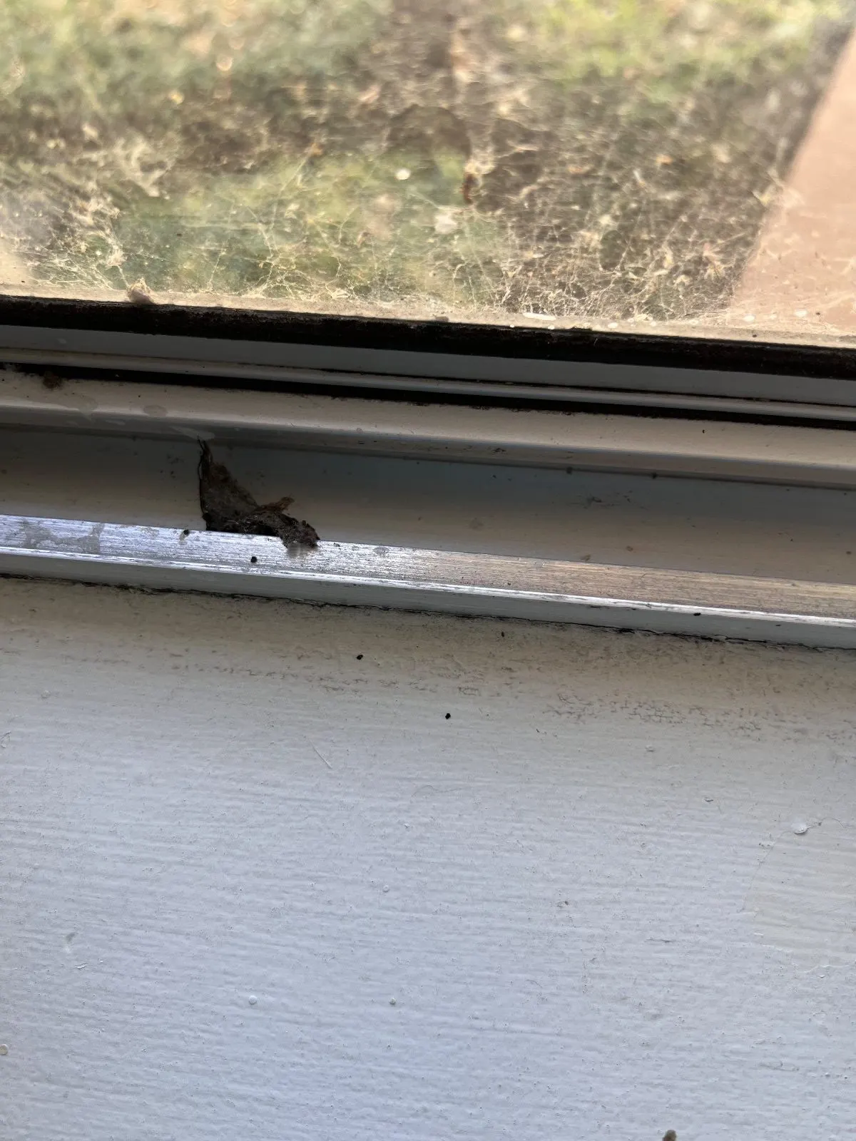 Before — House Cleaning in Davis, CA — August 2026