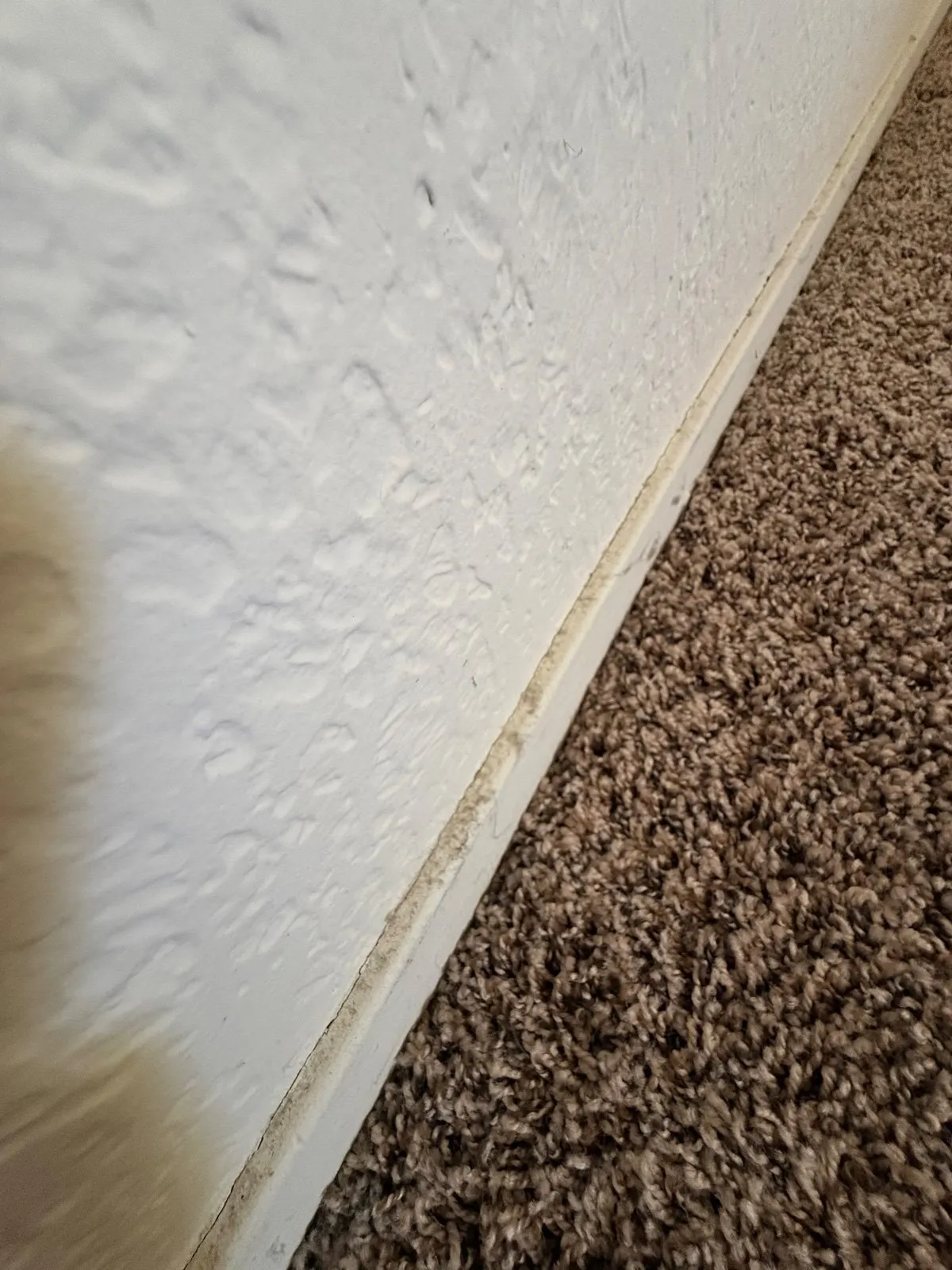 Before — House Cleaning in Davis, CA — August 2026