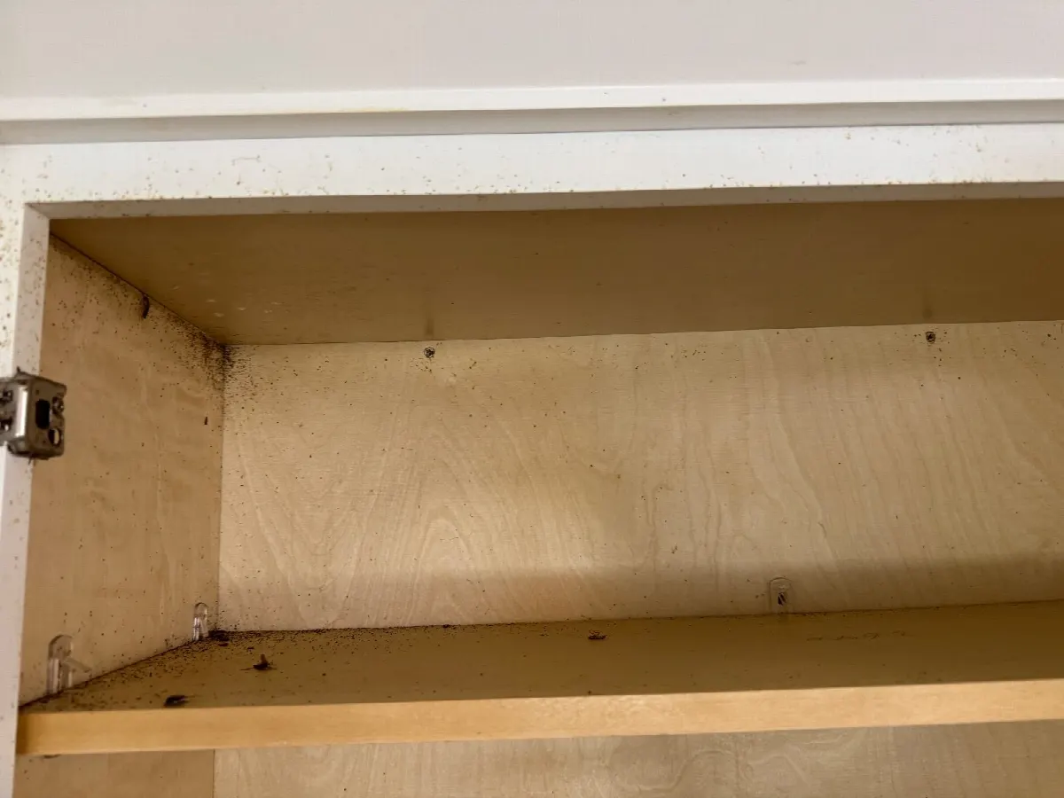 House Cleaning in Sacramento, CA