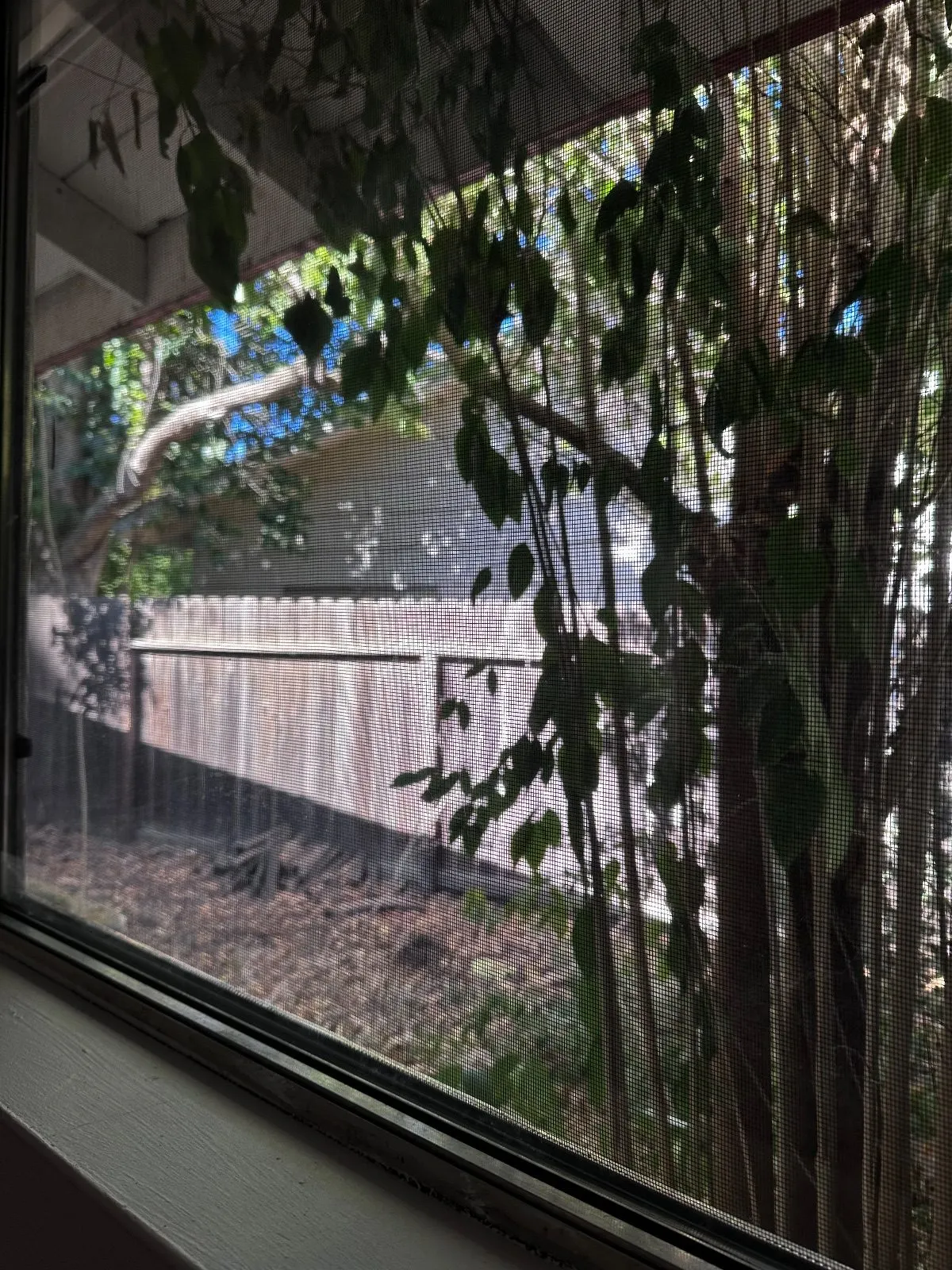 After — House Cleaning in Davis, CA — August 2026