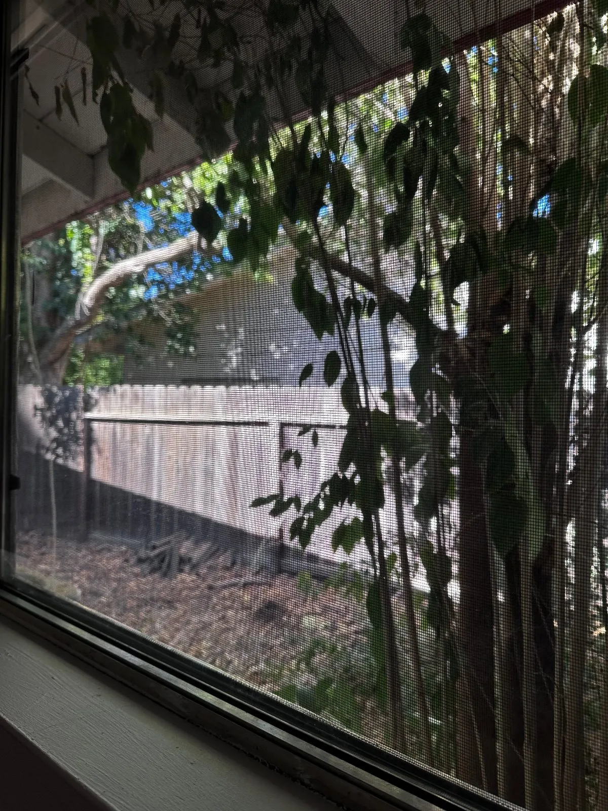 After — House Cleaning in Davis, CA — August 2026