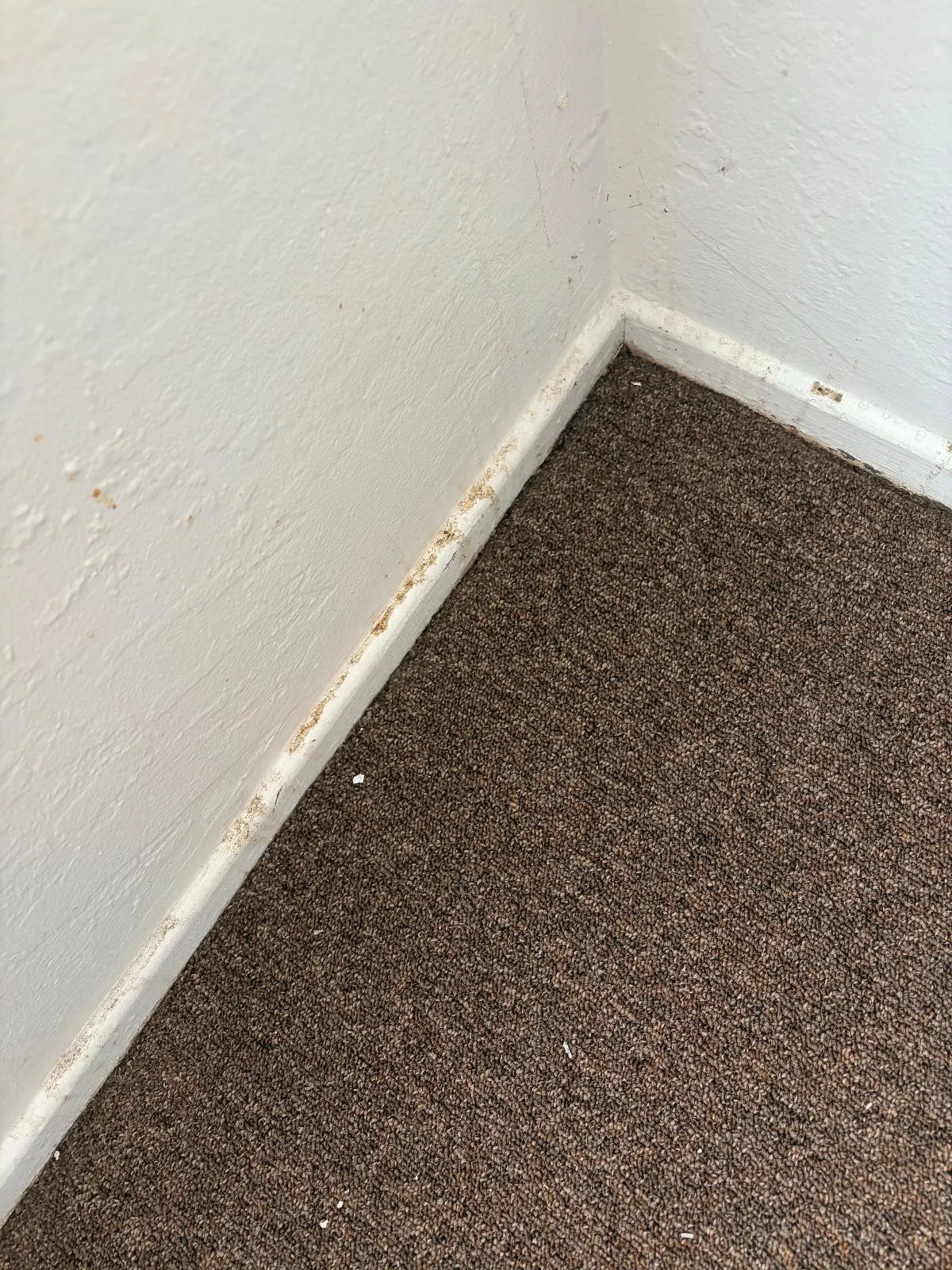 After — House Cleaning in Davis, CA — August 2026