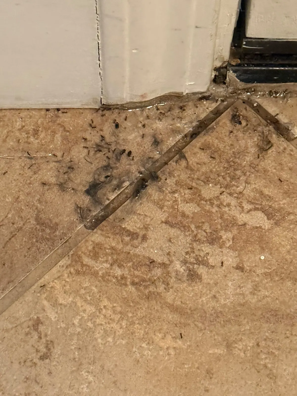 Before — House Cleaning in Rocklin, CA — September 2026